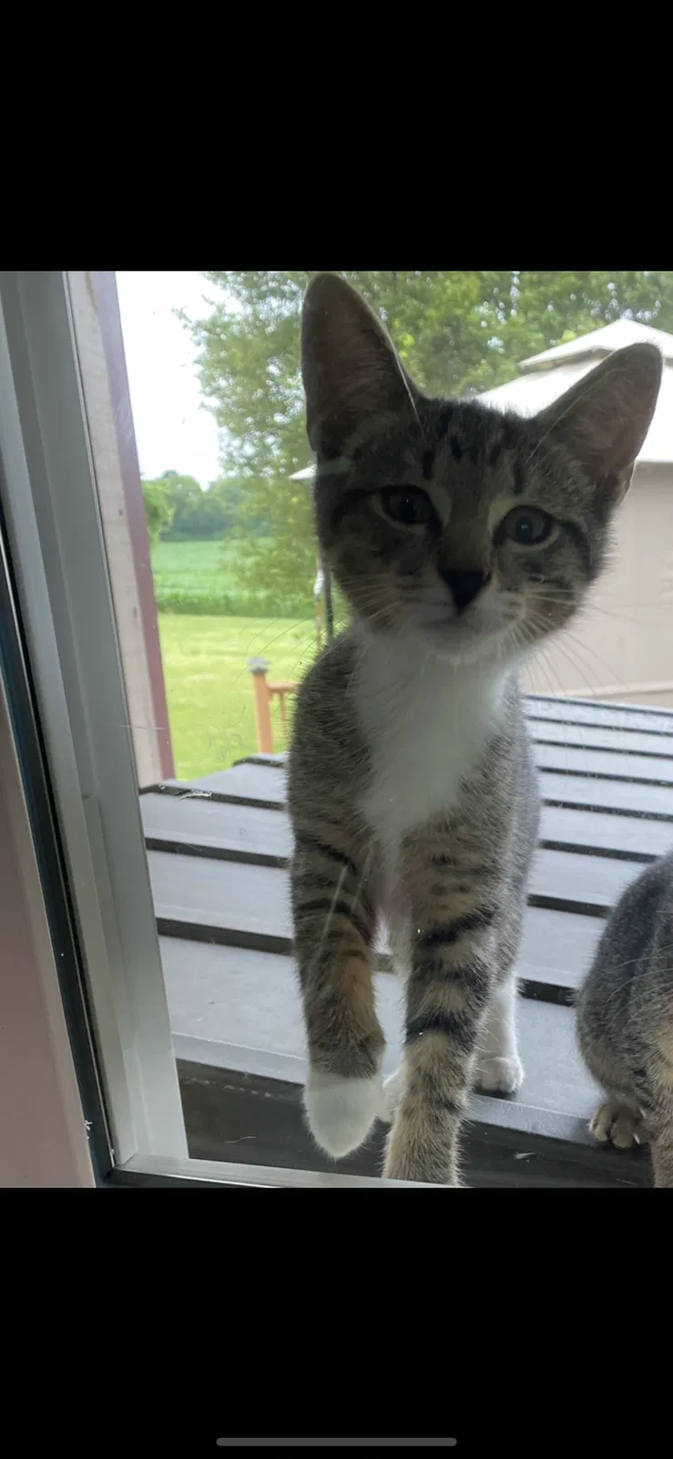 Lost cat in New Carlisle, OH, 45344