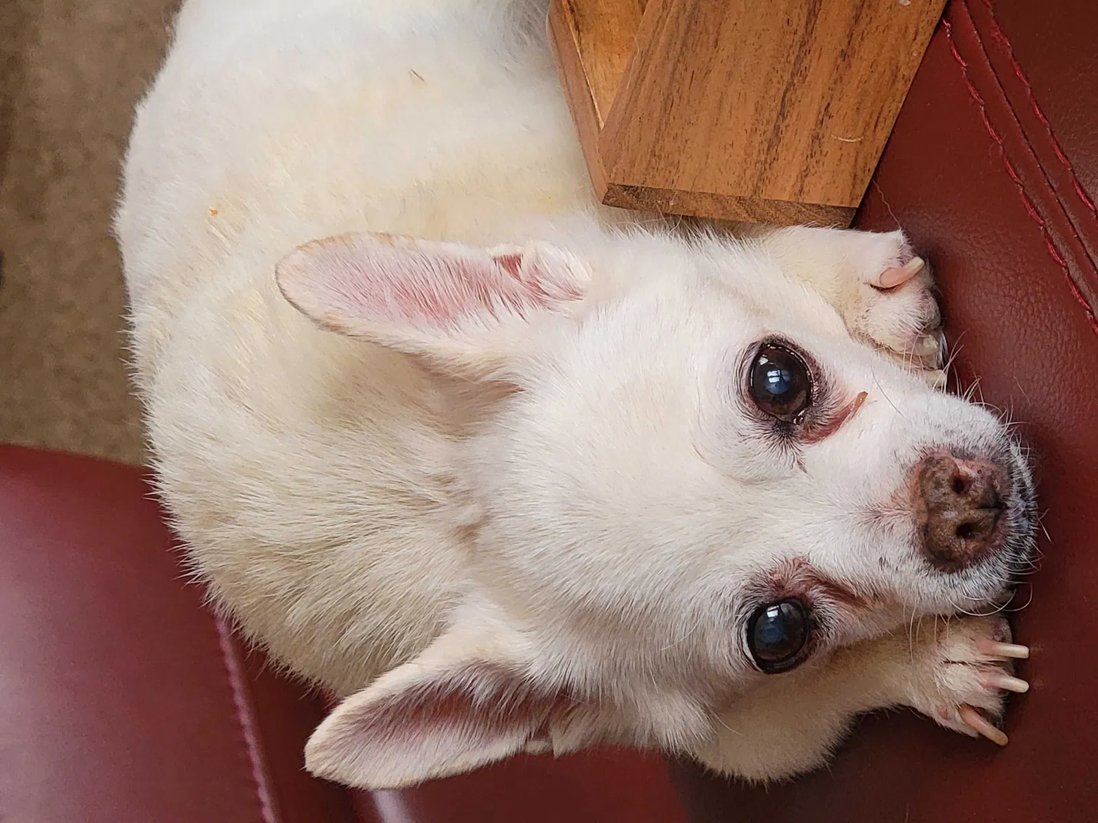 Lost dog in Albuquerque, NM, 87109