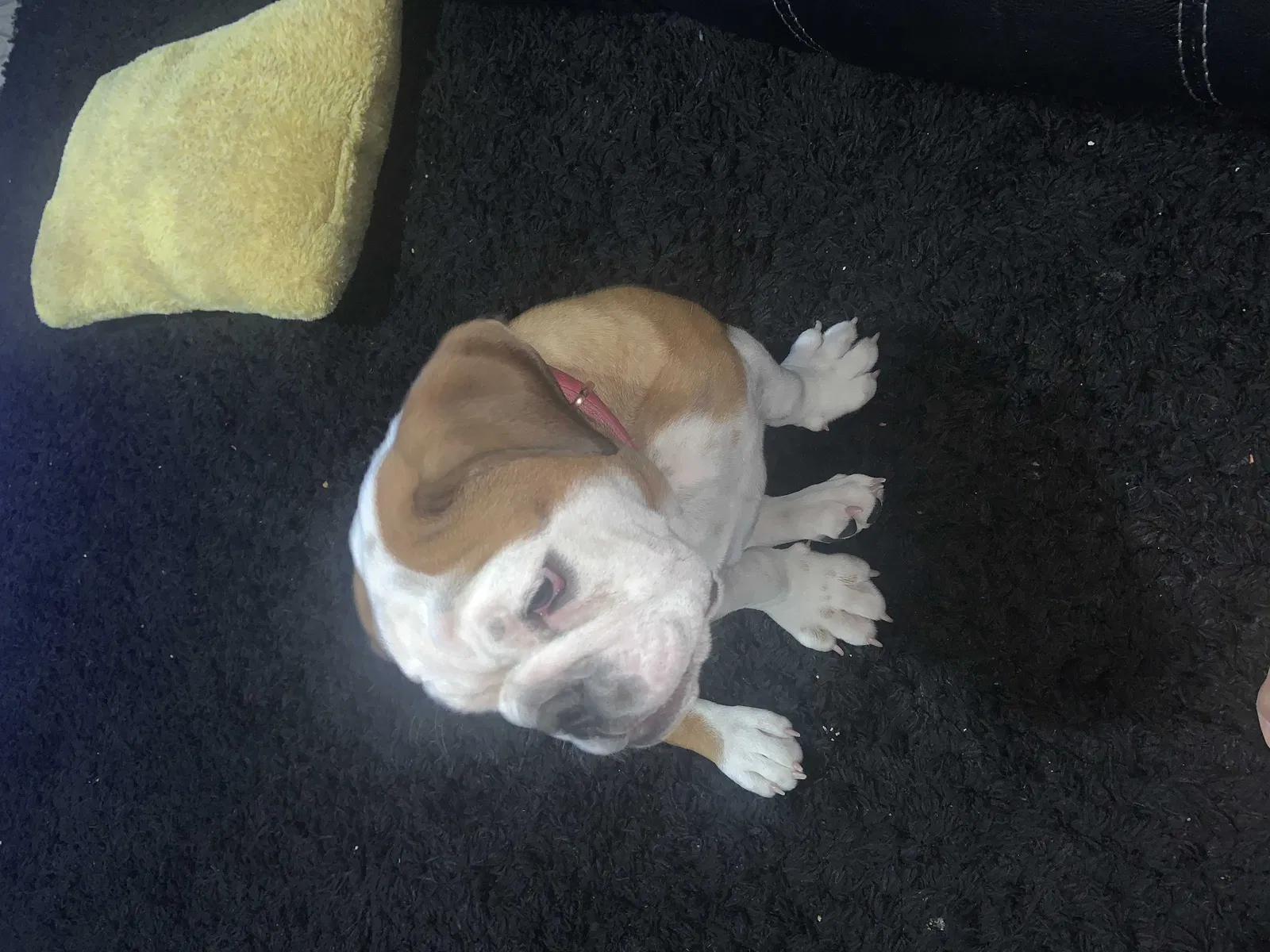 Lost dog in Kansas City, MO, 64109