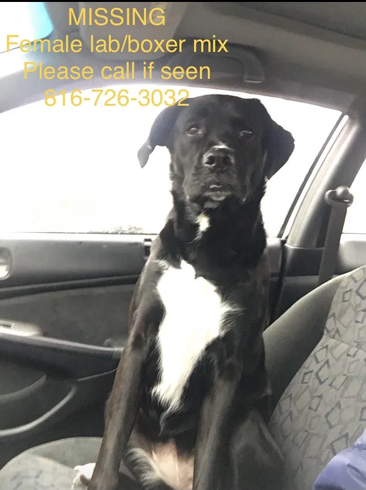 Lost dog in Independence, MO, 64052