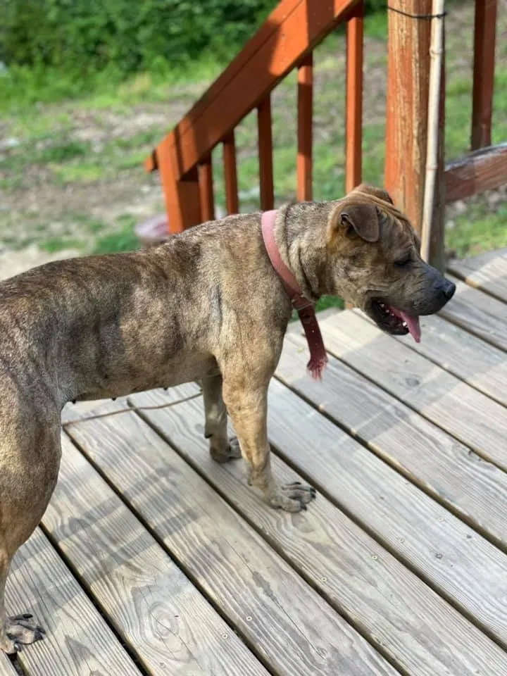 Lost dog in Conyers, GA, 30012