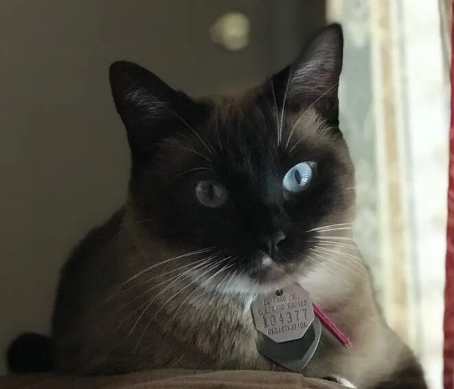 Lost cat in Colorado Springs, CO, 80907