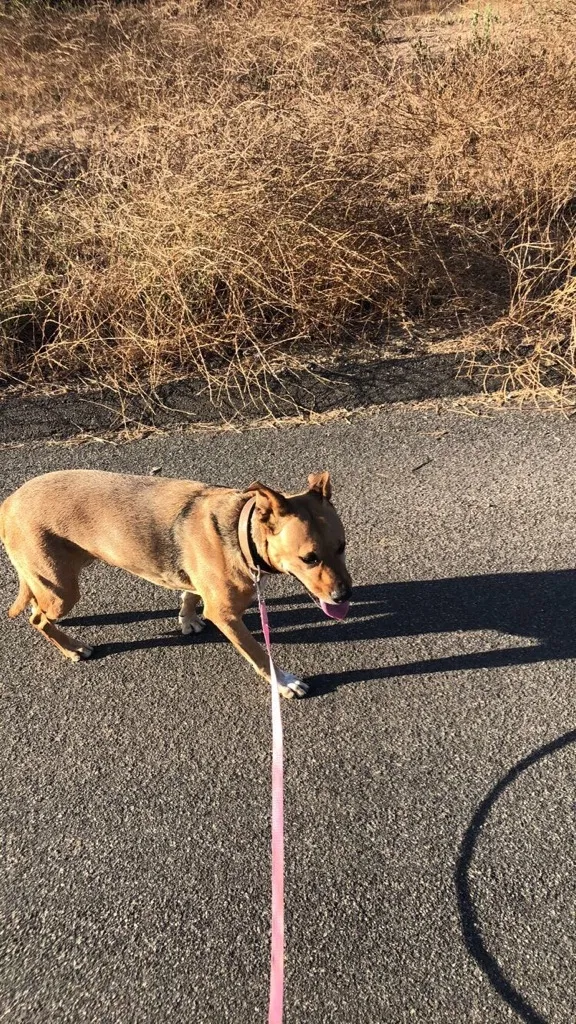 Lost dog in Escondido, CA, 92026