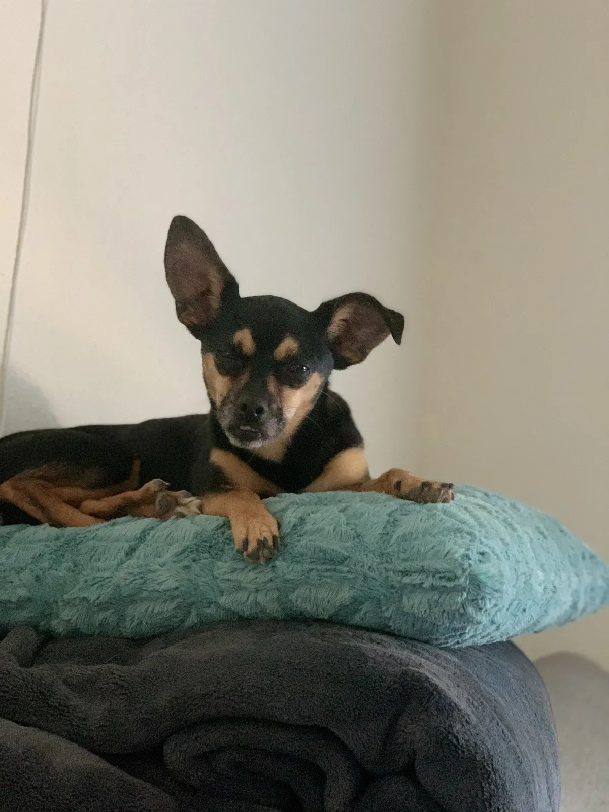 Lost dog in Acampo, CA, 95220