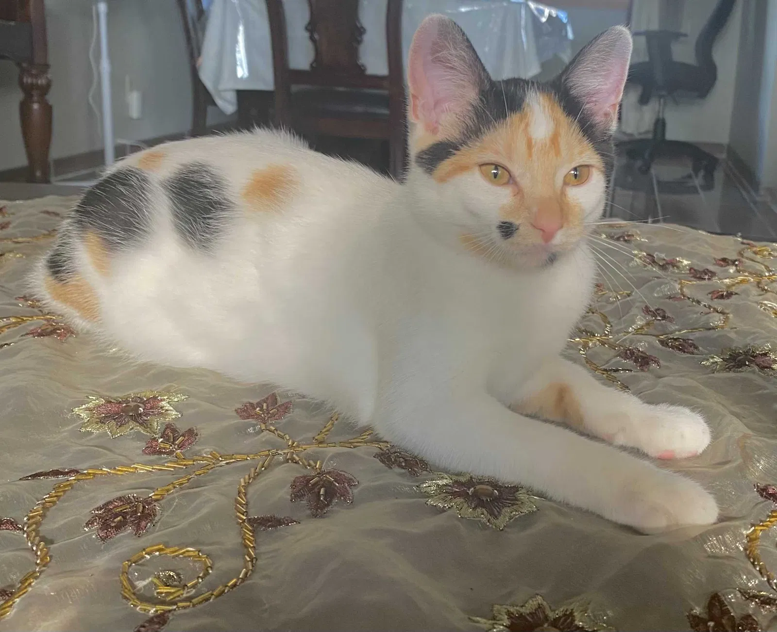 Lost cat in Buffalo, NY, 14221
