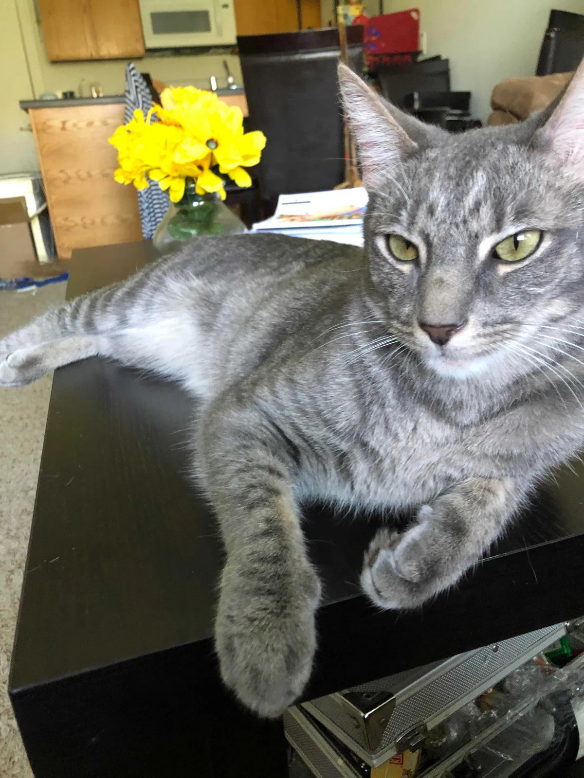 Lost cat in Sugar Land, TX, 77479
