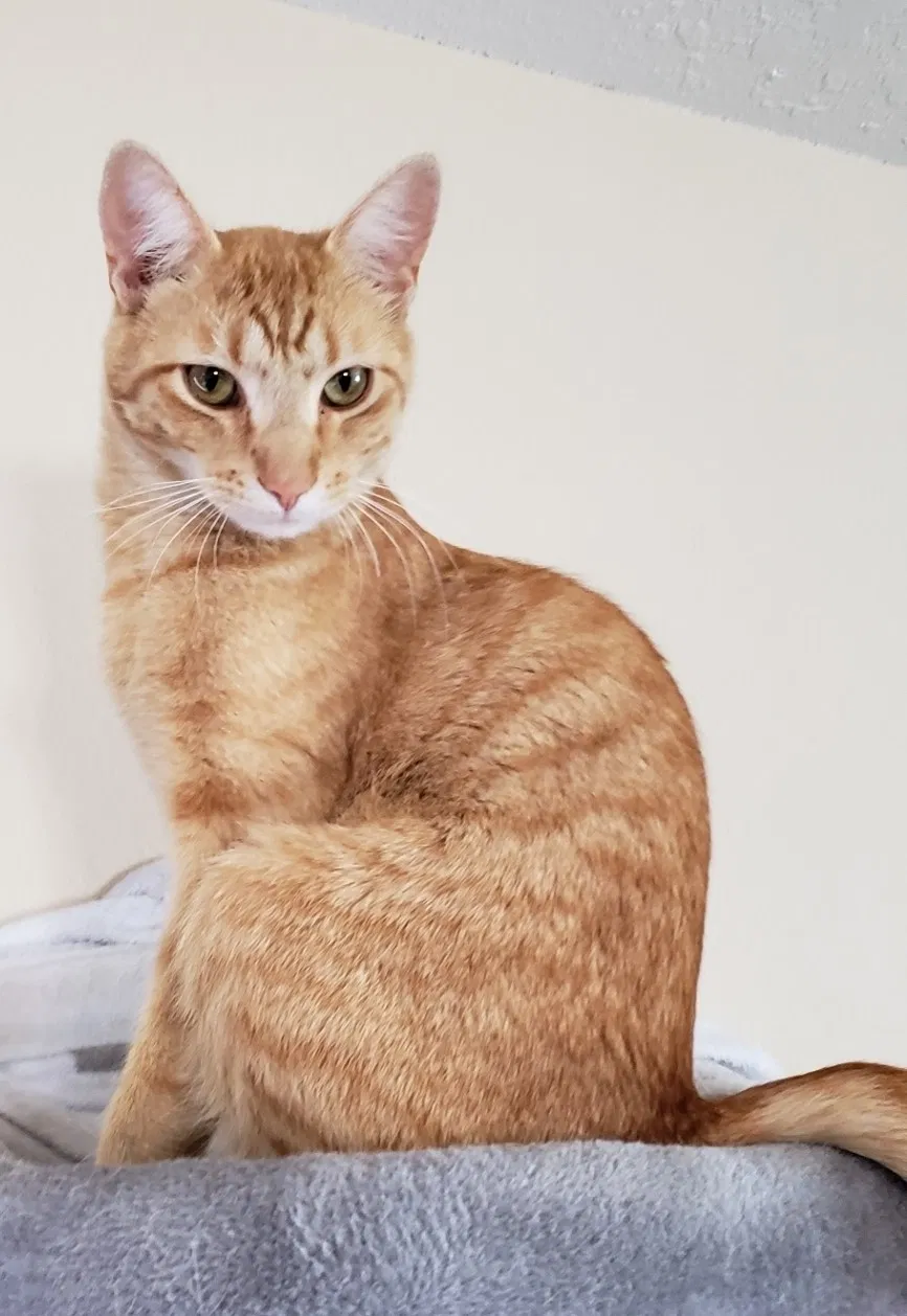 Lost cat in Coeur D Alene, ID, 83815