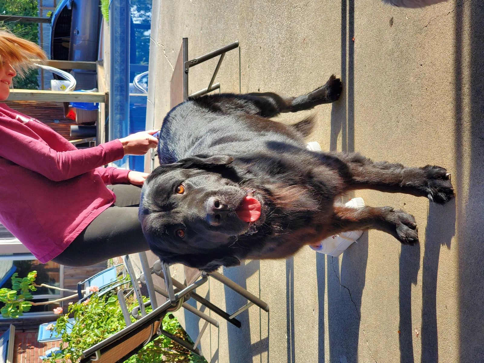 Lost dog in Cheney, WA, 99004