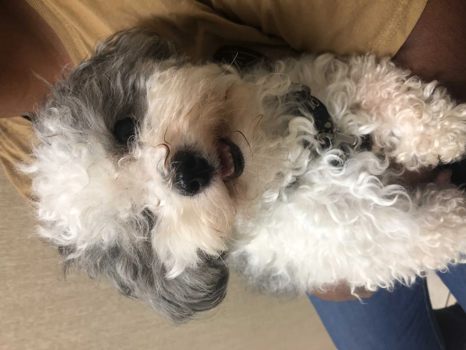 Lost dog in Plano, TX, 75023