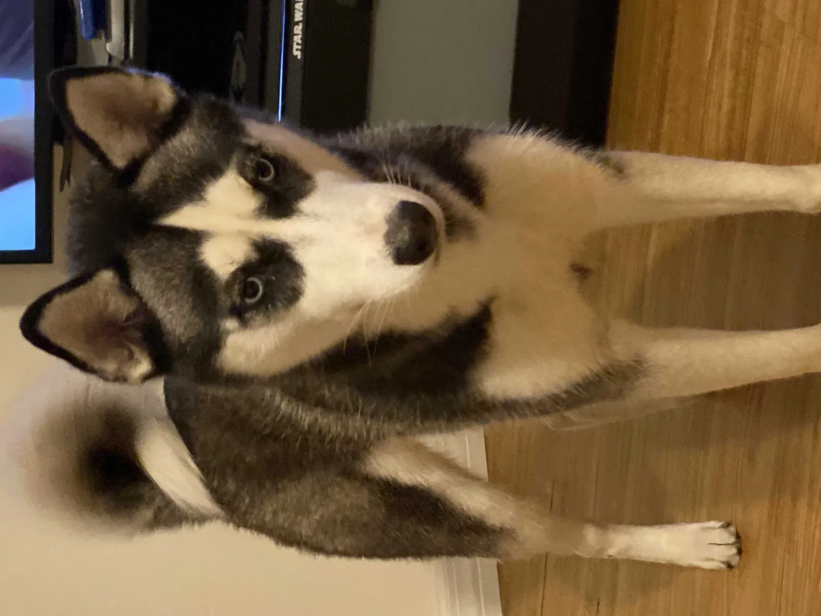 Lost dog in Longwood, FL, 32750