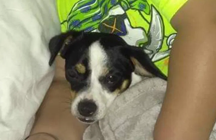 Lost dog in Plant City, FL, 33567