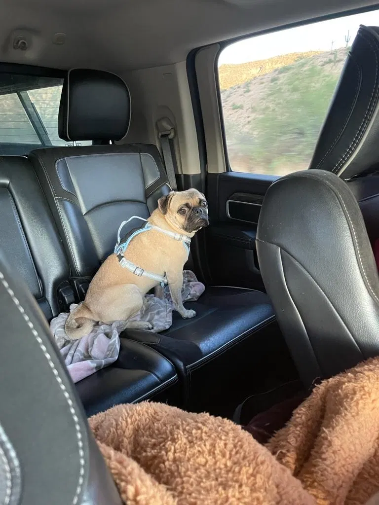 Lost dog in Mesa, AZ, 85201