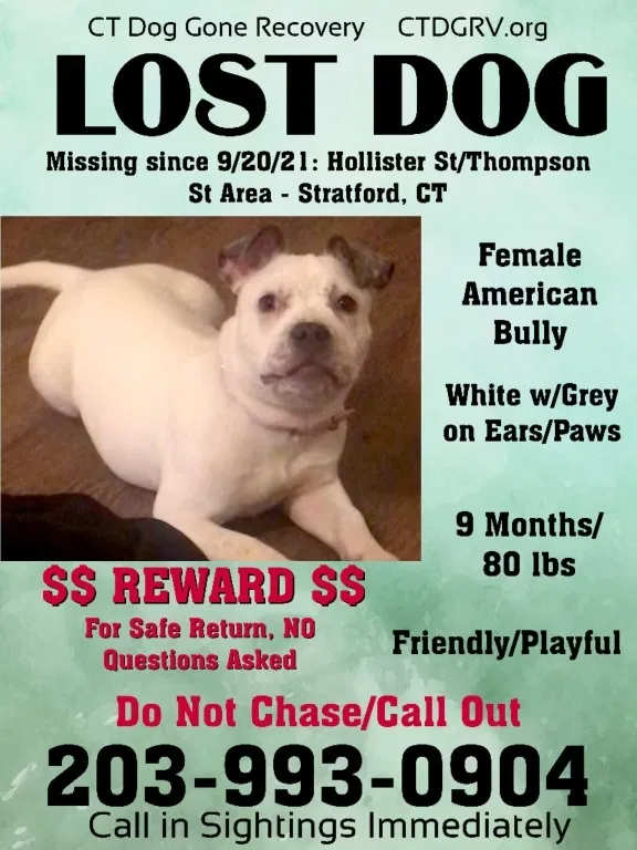 Lost dog in Stratford, CT, 6615