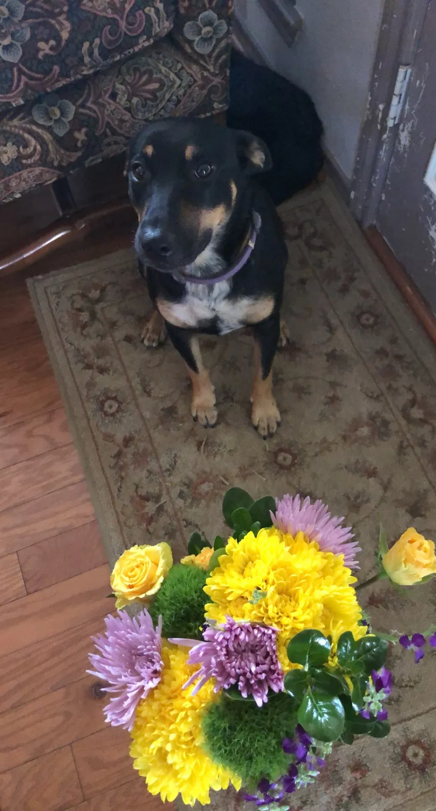 Lost dog in Dallas, TX, 75206