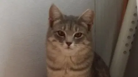 Lost cat in Cayce, SC, 29033