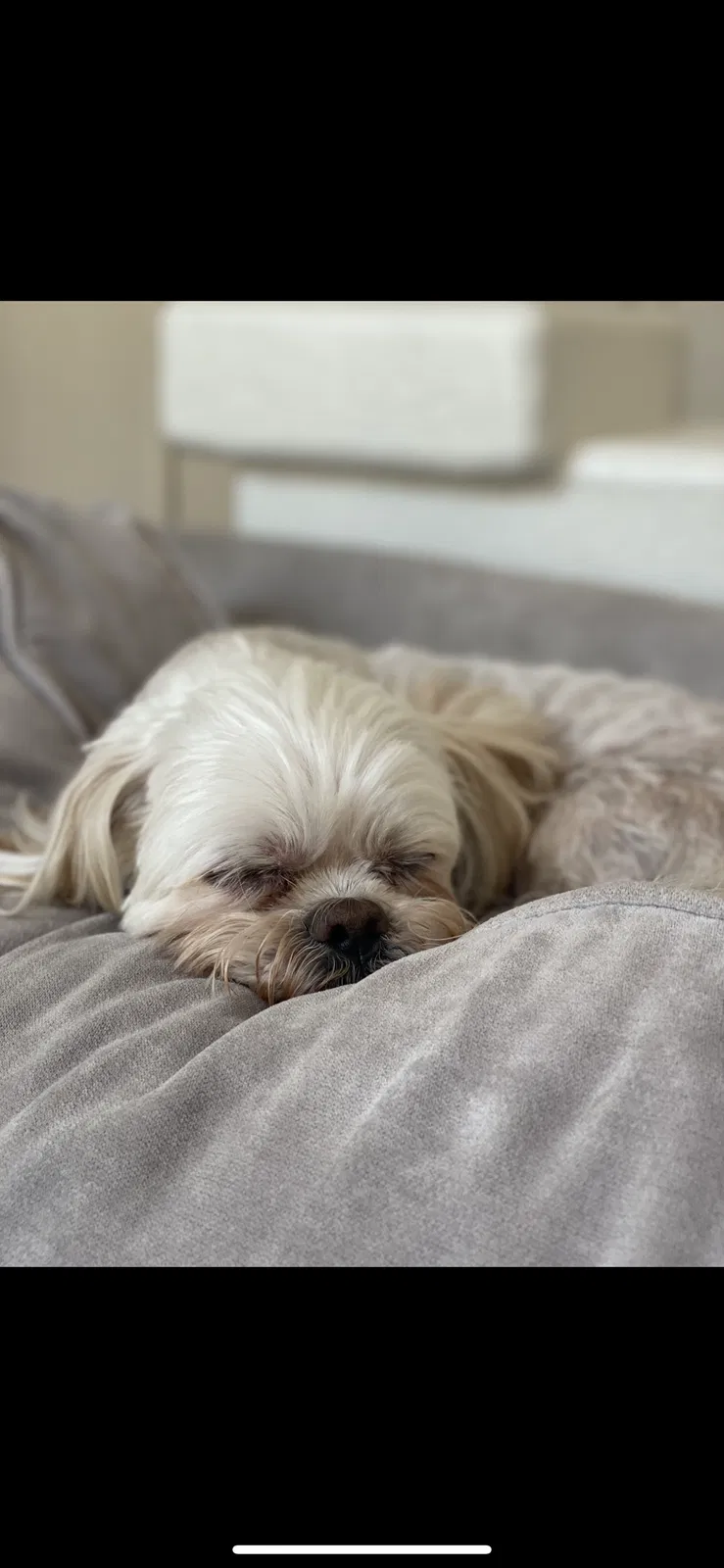 Lost dog in Denver, CO, 80232