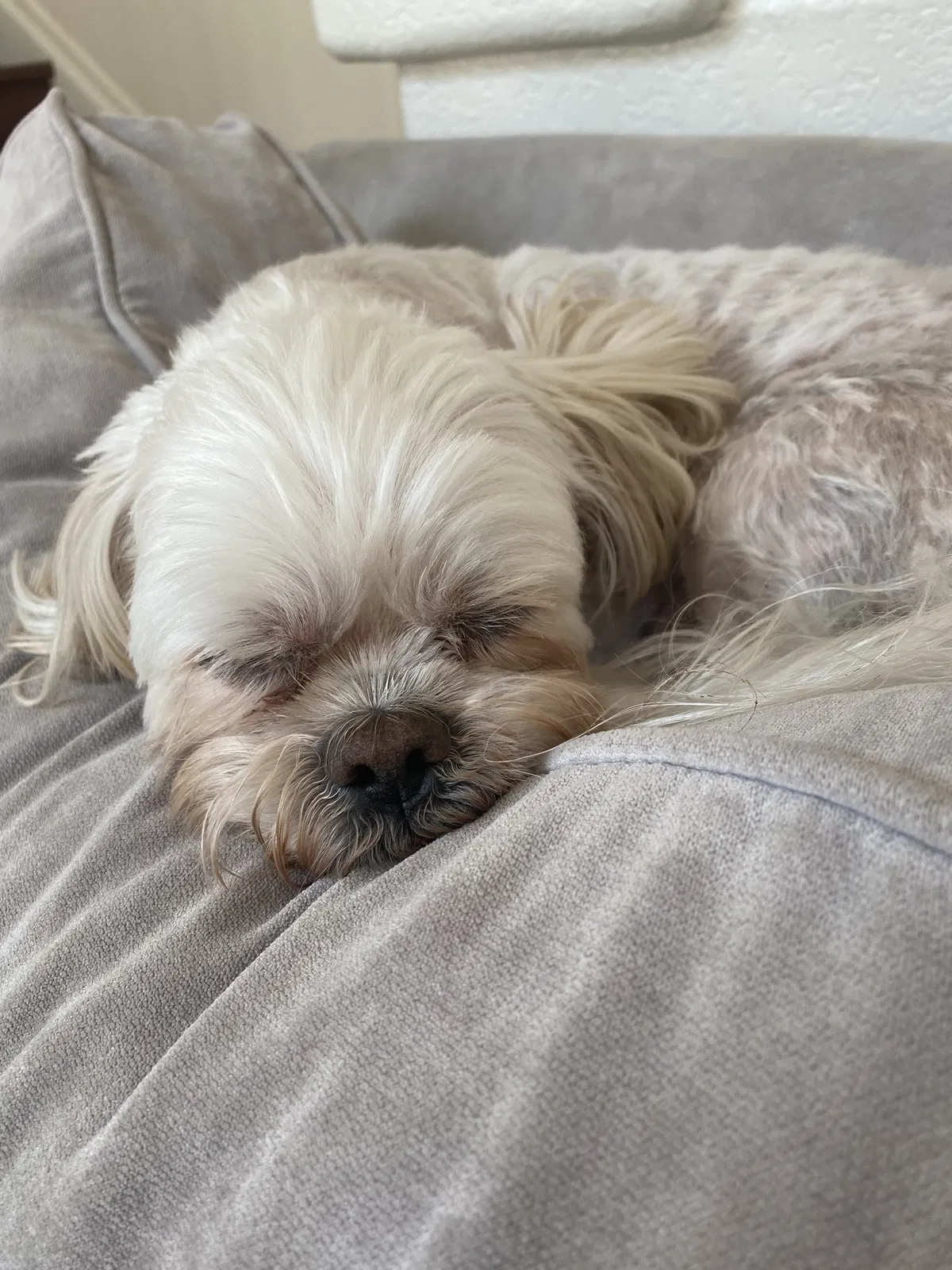 Lost dog in Denver, CO, 80214