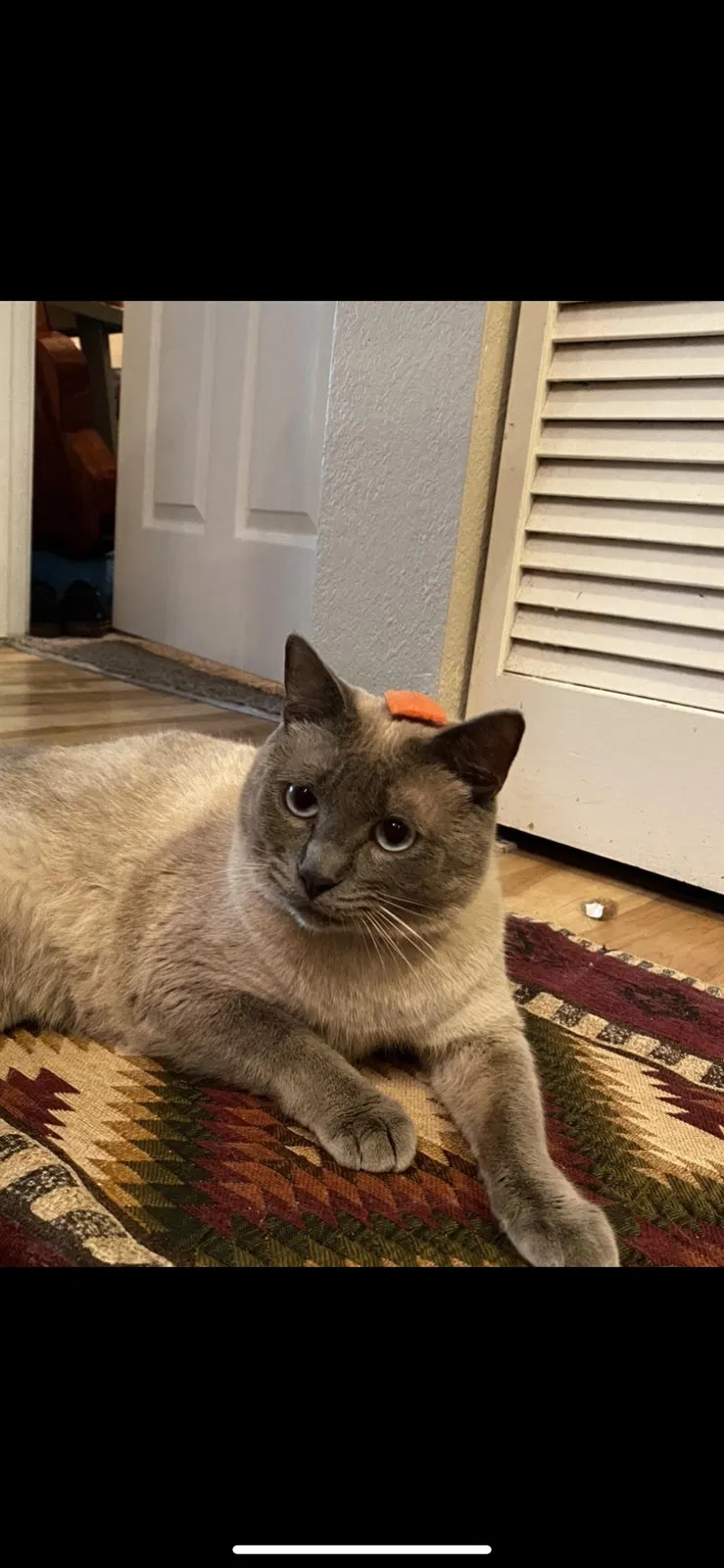 Lost cat in Austin, TX, 78741