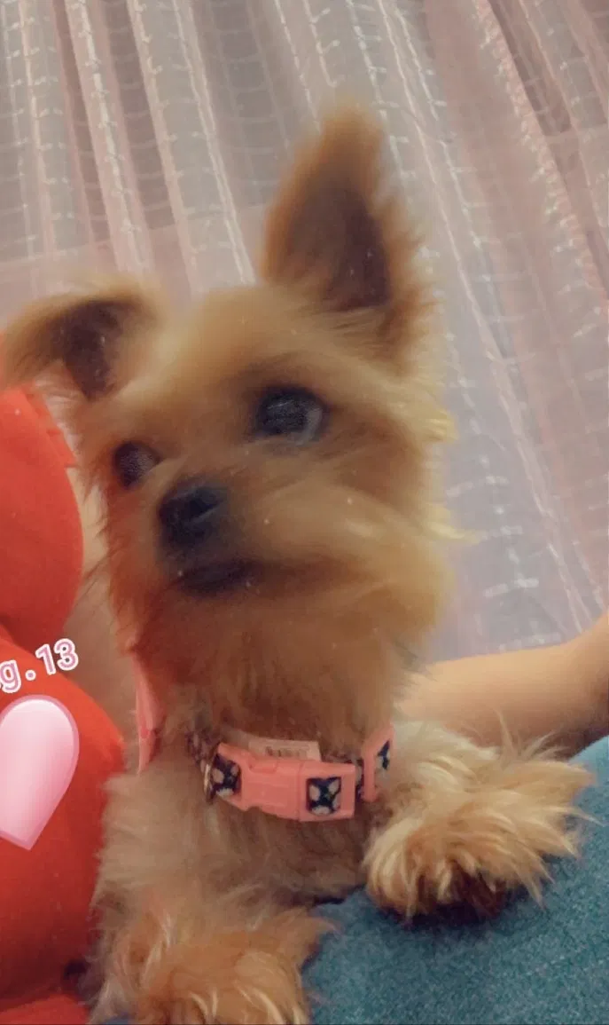 Lost dog in Fort Worth, TX, 76148