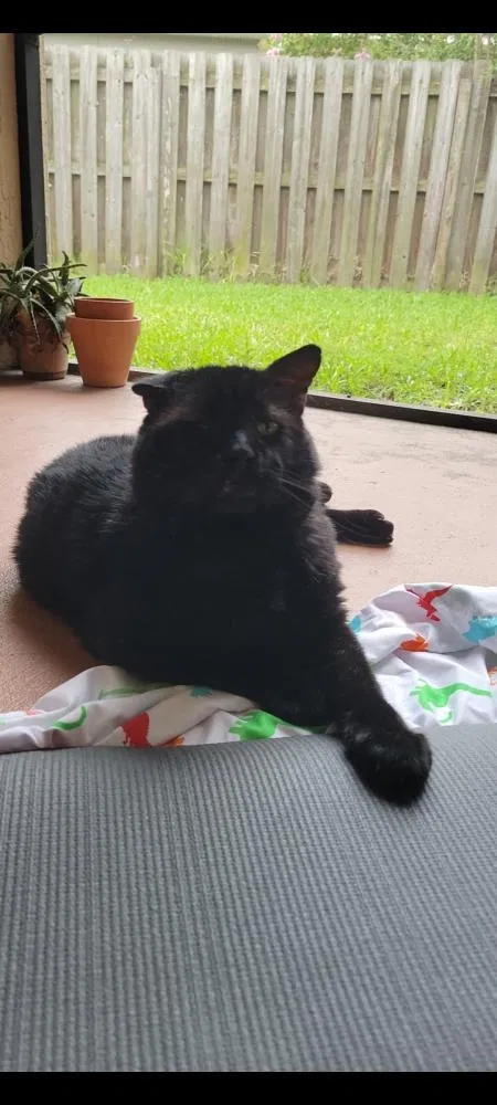 Lost cat in Jacksonville, FL, 32224