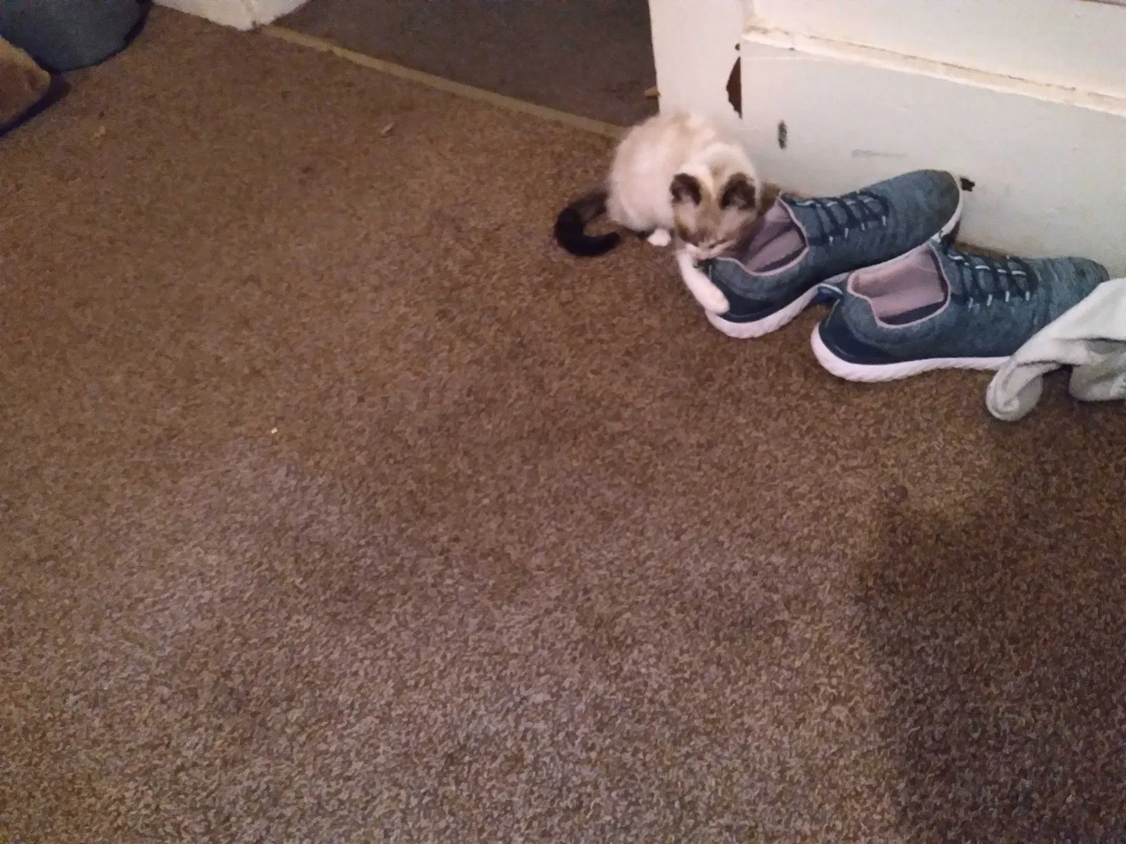 Found cat in Terre Haute, IN, 47802