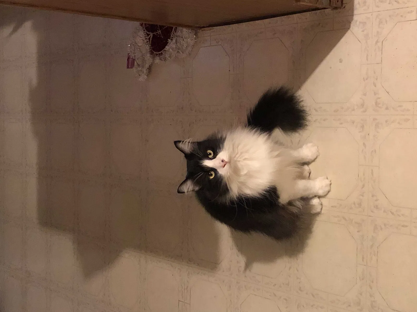 Lost cat in San Leandro, CA, 94577