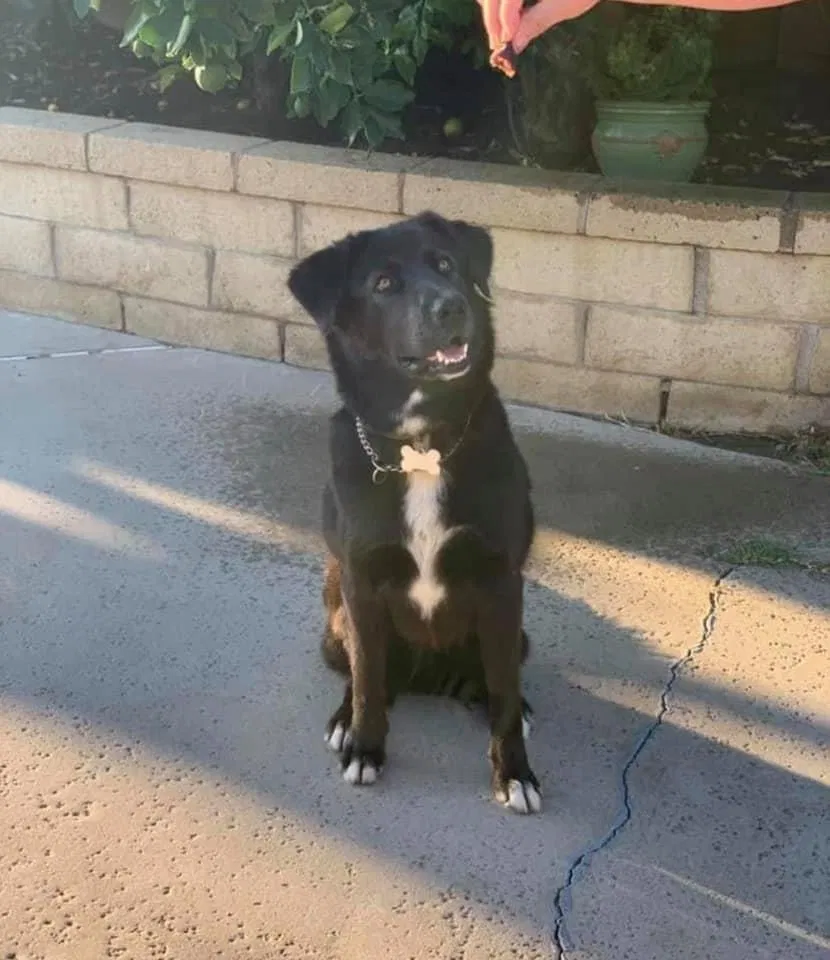 Lost dog in Chino, CA, 91710