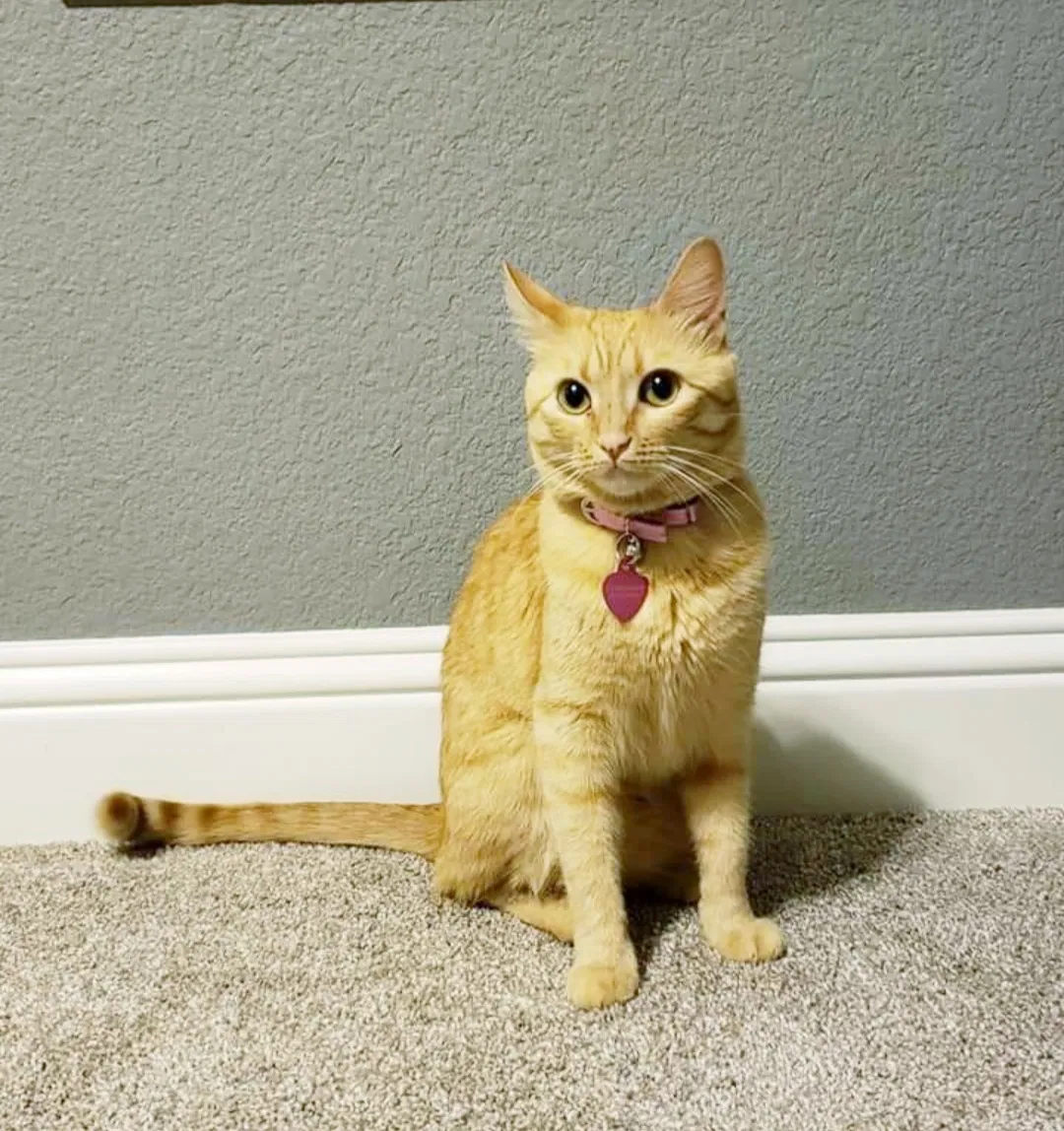 Lost cat in Argyle, TX, 76226