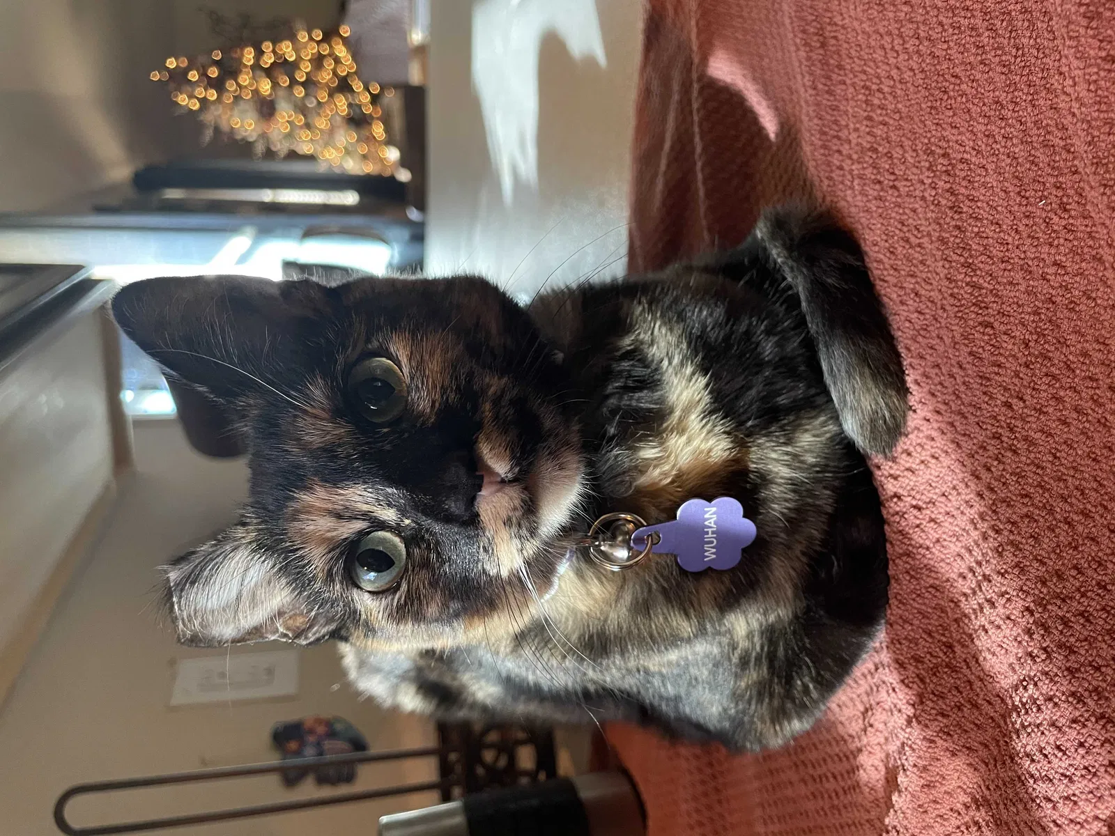Lost cat in New Braunfels, TX, 78130
