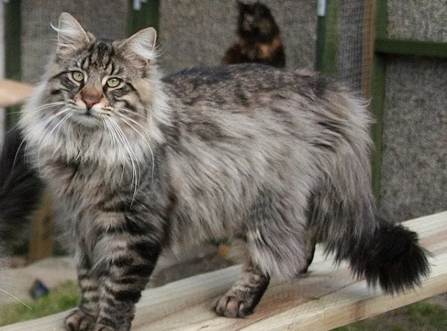 Lost cat in Fort Worth, TX, 76132