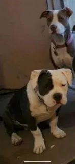 Lost dog in Mabank, TX, 75147