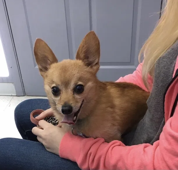 Lost dog in Sarver, PA, 16055