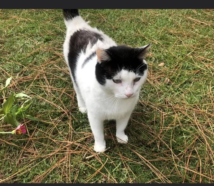Lost cat in Aberdeen, NC, 28315