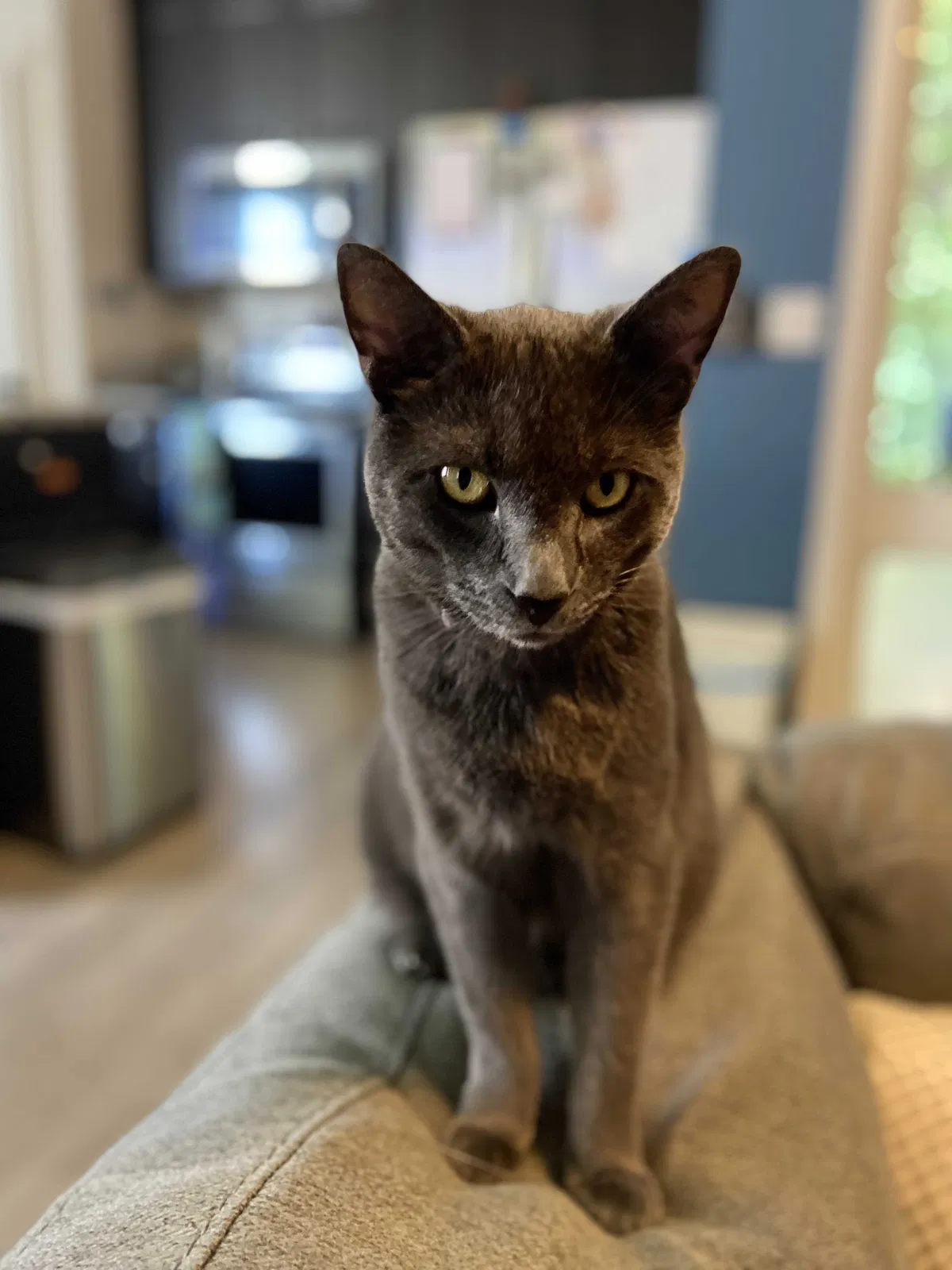 Lost cat in Ridgefield, WA, 98642