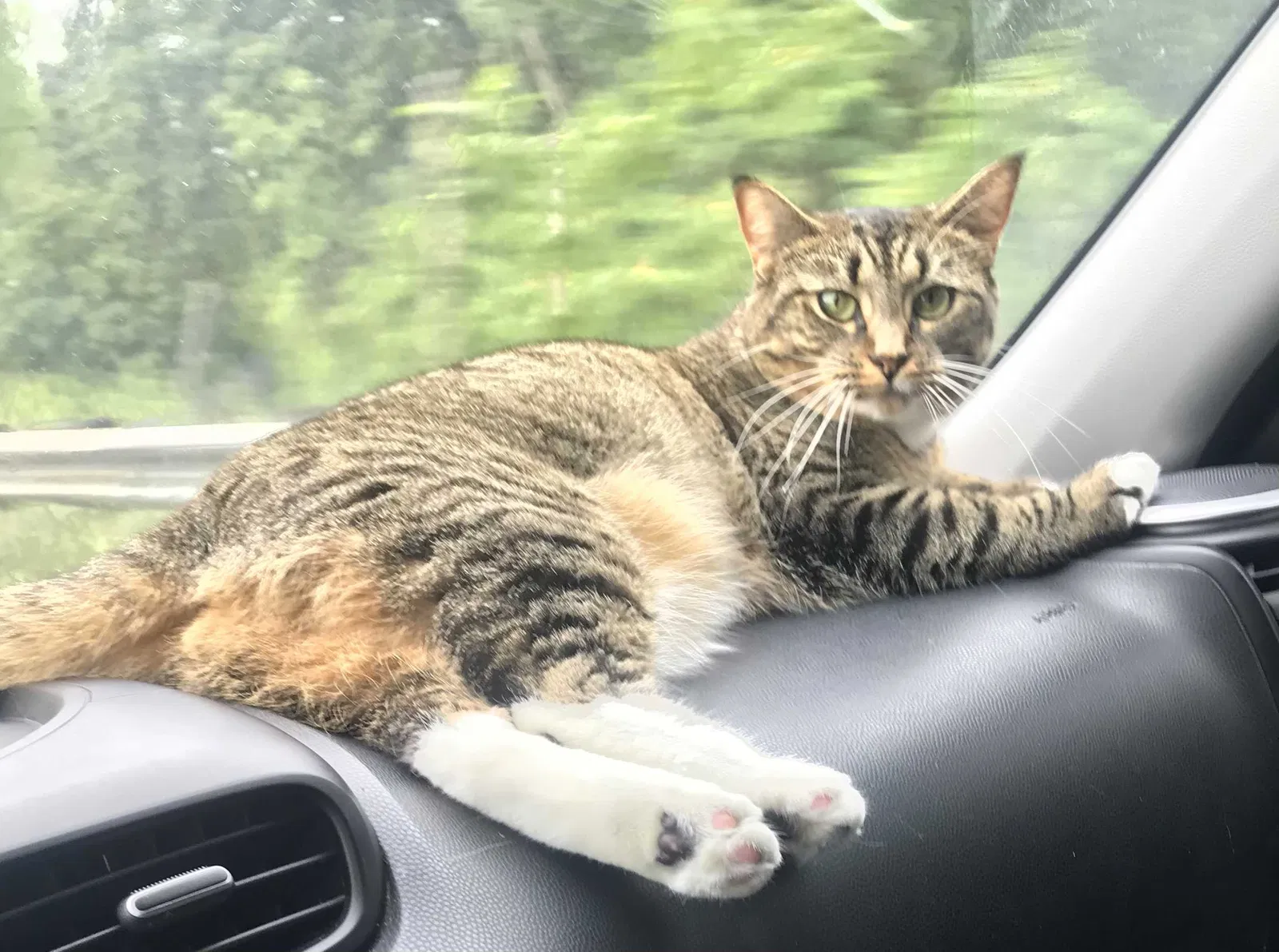 Lost cat in Lowell, MA, 1852