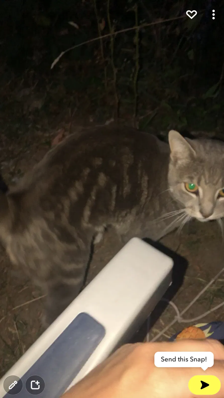 Lost cat in Kent, WA, 98042