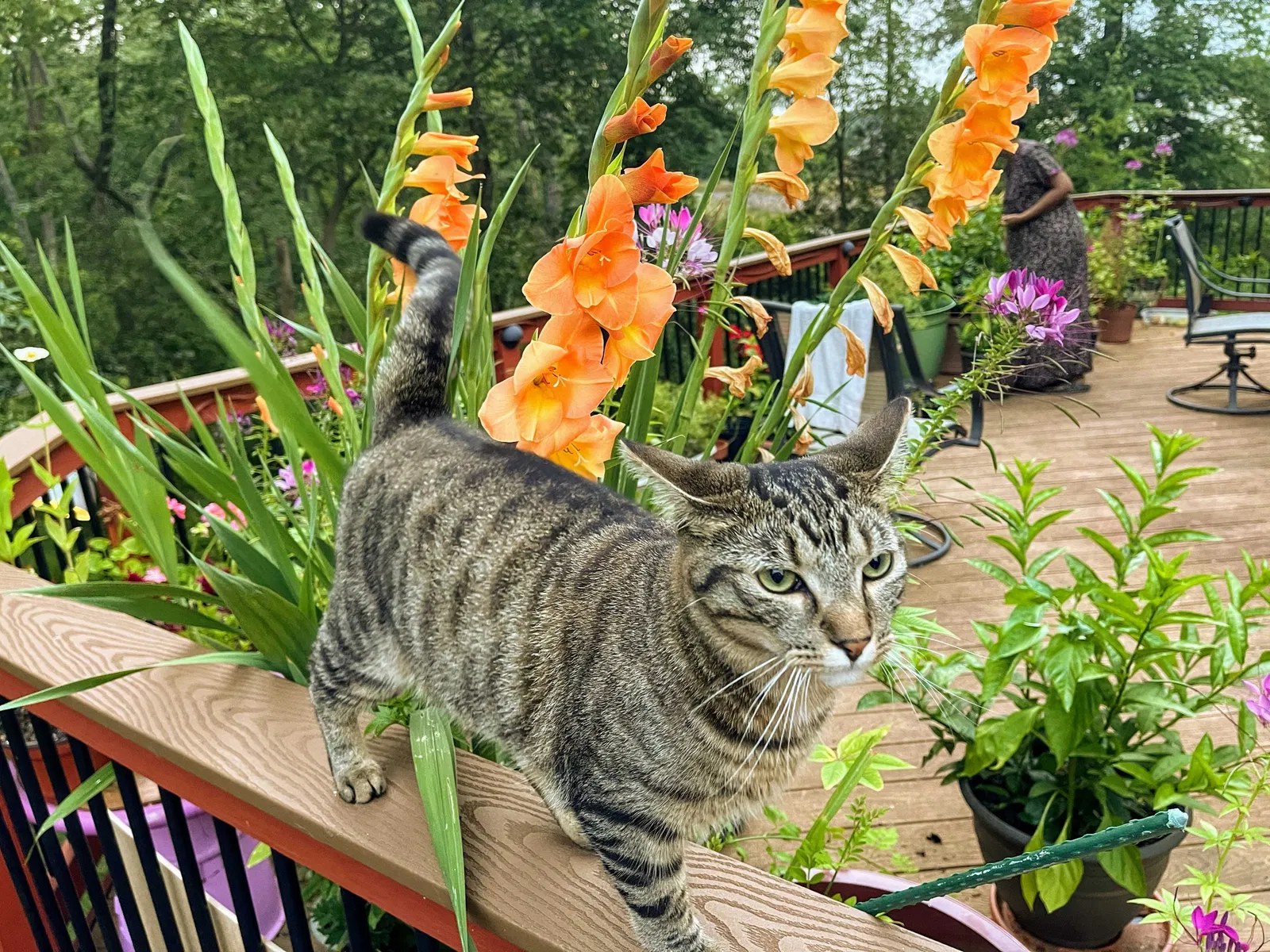 Lost cat in Sterling, VA, 20166