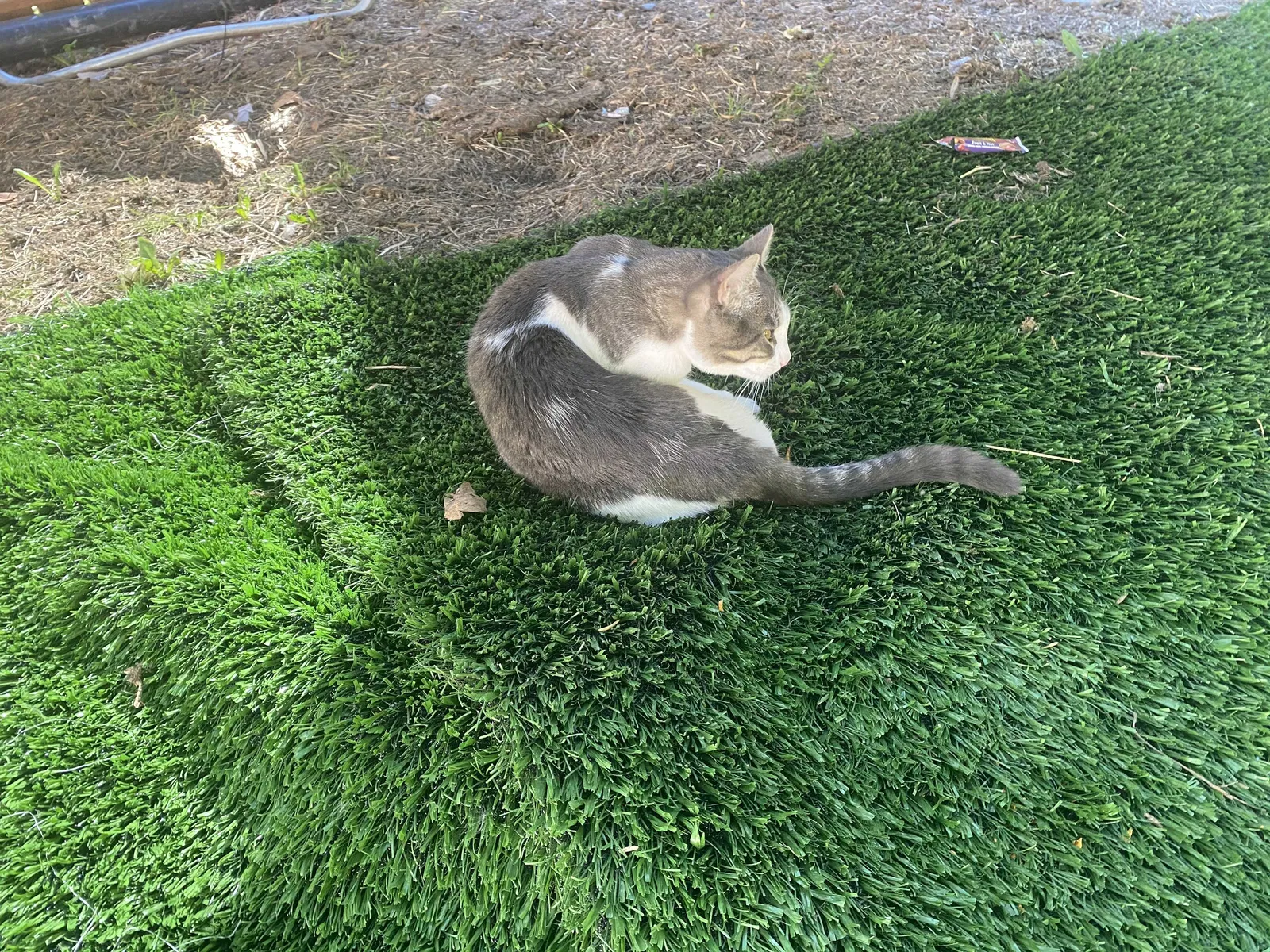 Lost cat in Kent, WA, 98042