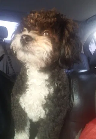 Lost dog in Fresno, CA, 93726