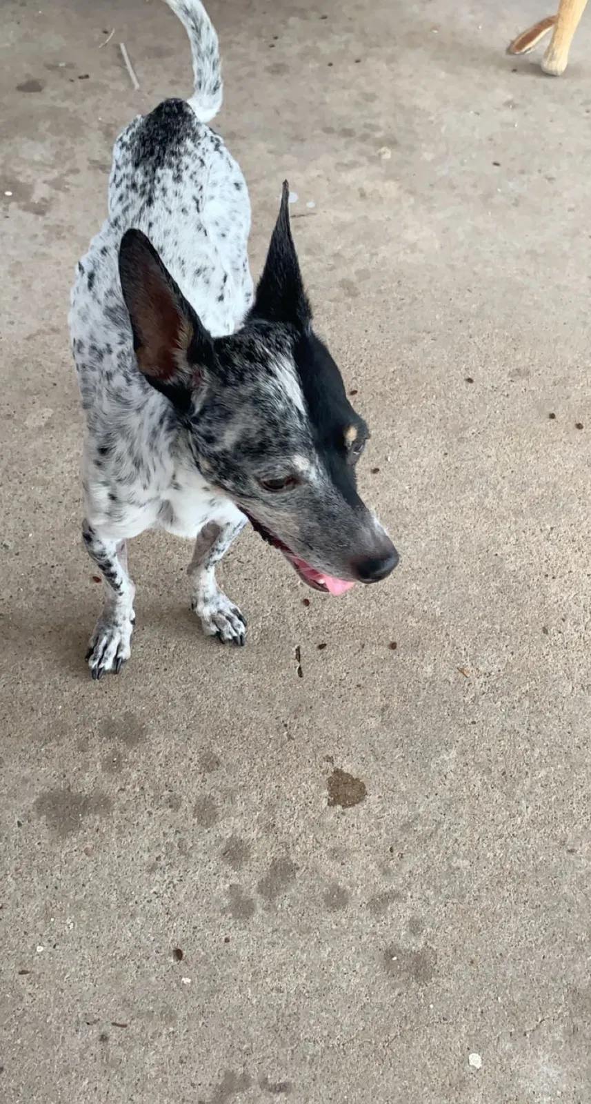 Lost dog in Phoenix, AZ, 85019