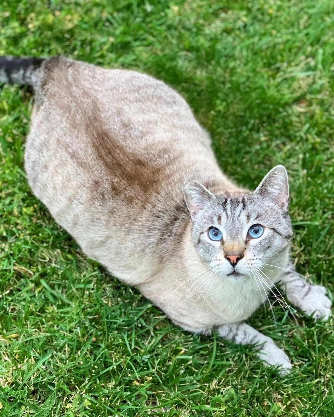 Lost cat in La Verne, CA, 91750