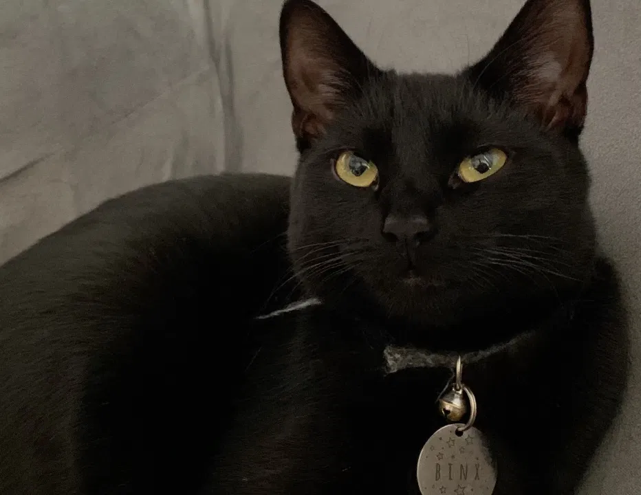 Lost cat in Cuyahoga Falls, OH, 44223
