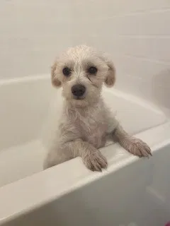 Lost dog in San Diego, CA, 92102