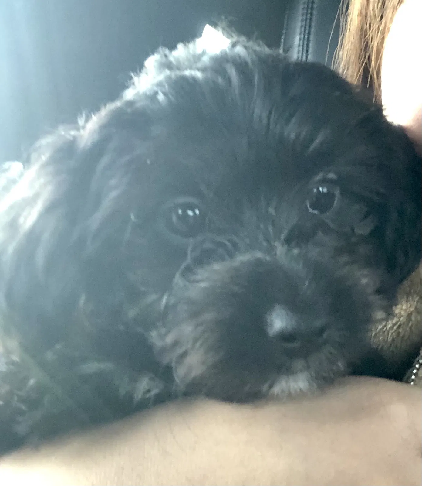 Lost dog in Vallejo, CA, 94589