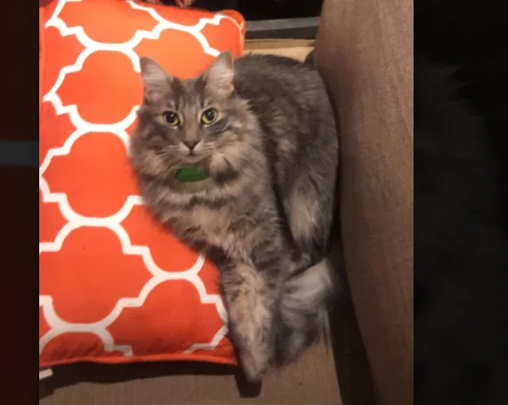 Lost cat in Englewood, CO, 80111