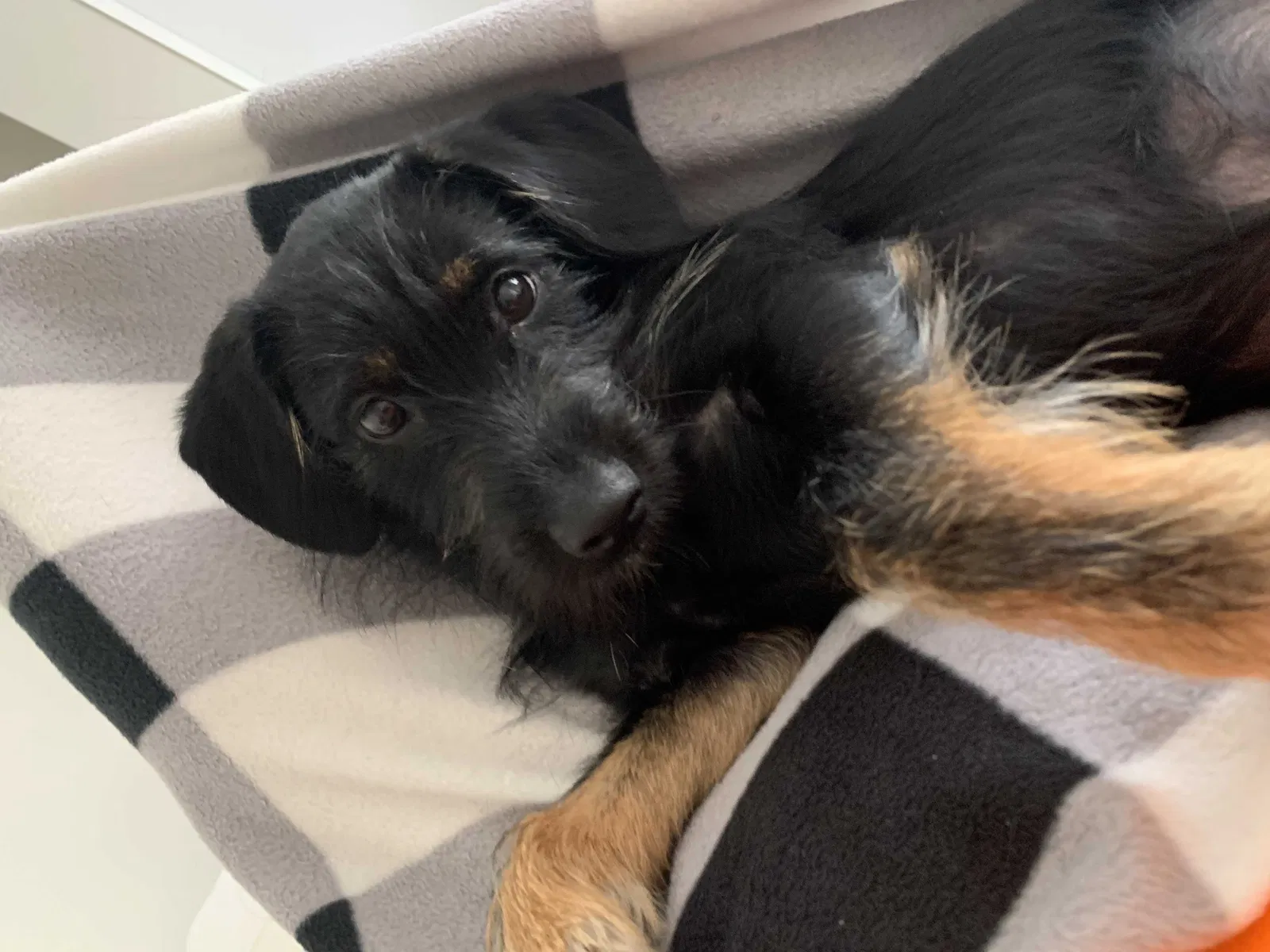 Lost dog in San Diego, CA, 92113