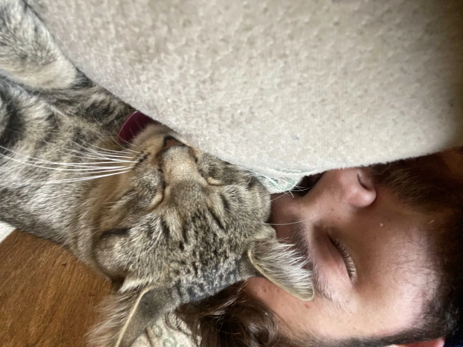 Lost cat in Nampa, ID, 83686