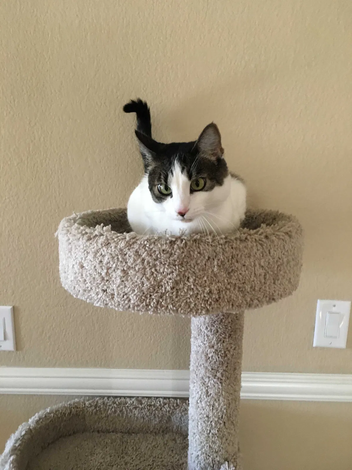 Lost cat in Las Vegas, NV, 89156