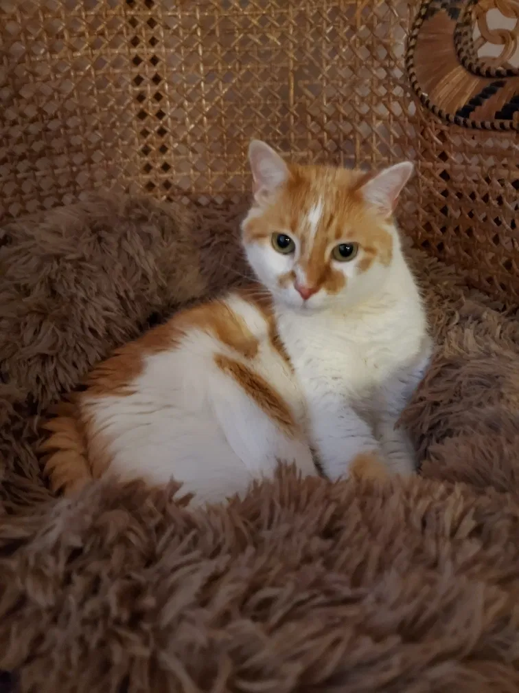 Lost cat in Atlanta, GA, 30329