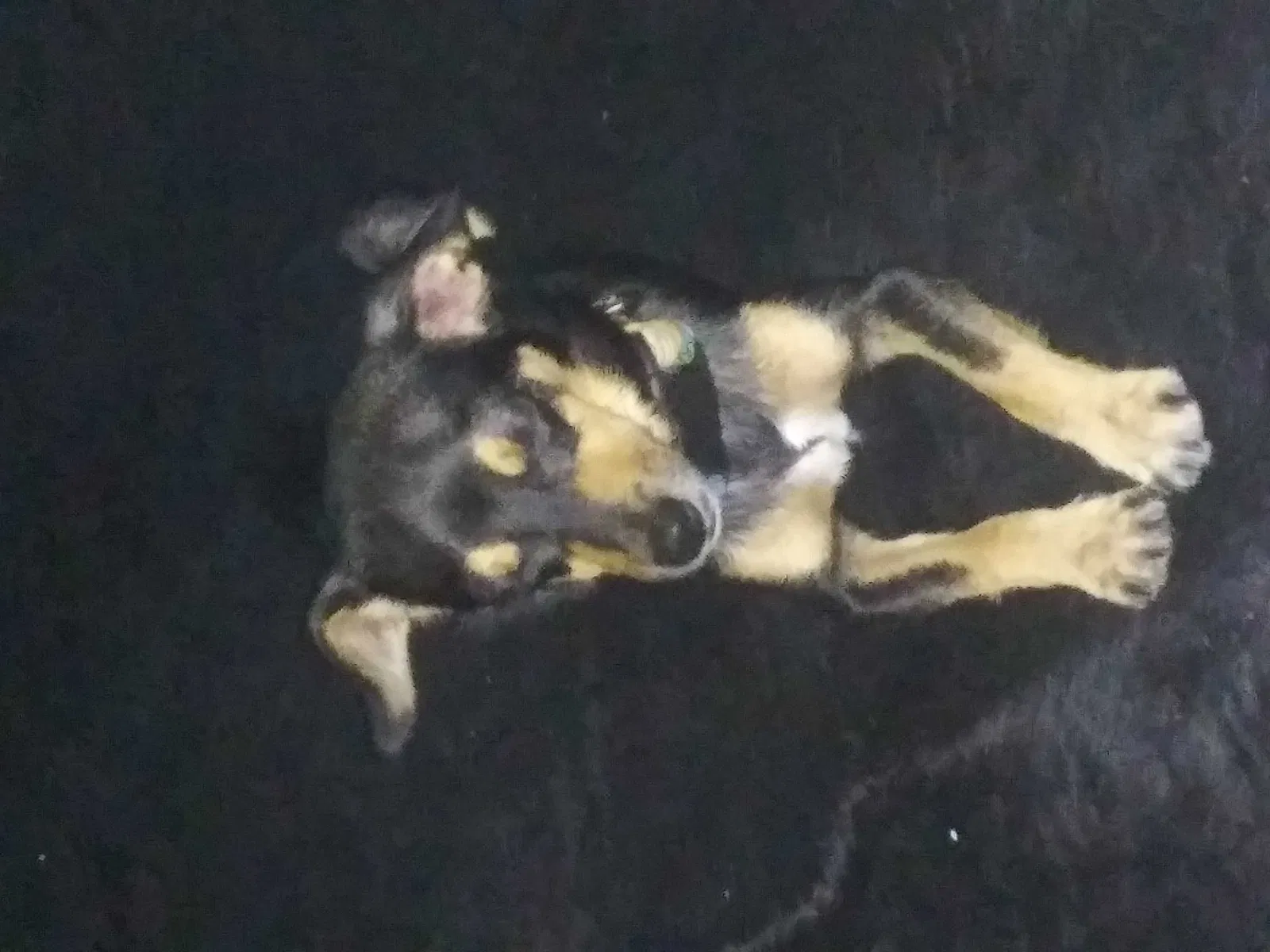 Lost dog in Fort Lauderdale, FL, 33315